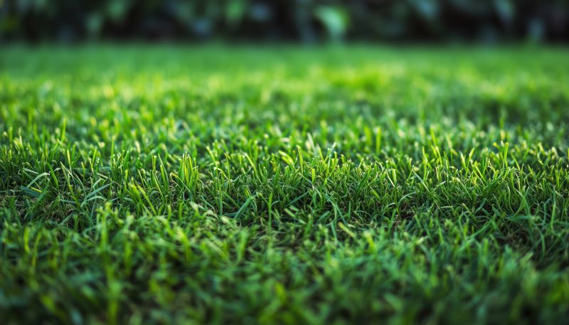 Bentgrass Sod Installation in Rockwall, TX