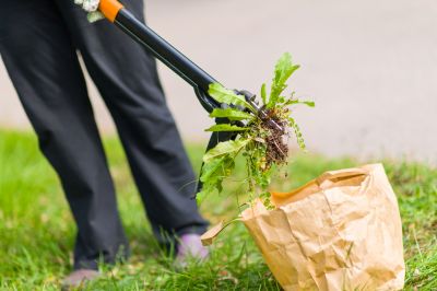 Flower Bed Weeding Service in Honolulu, HI
