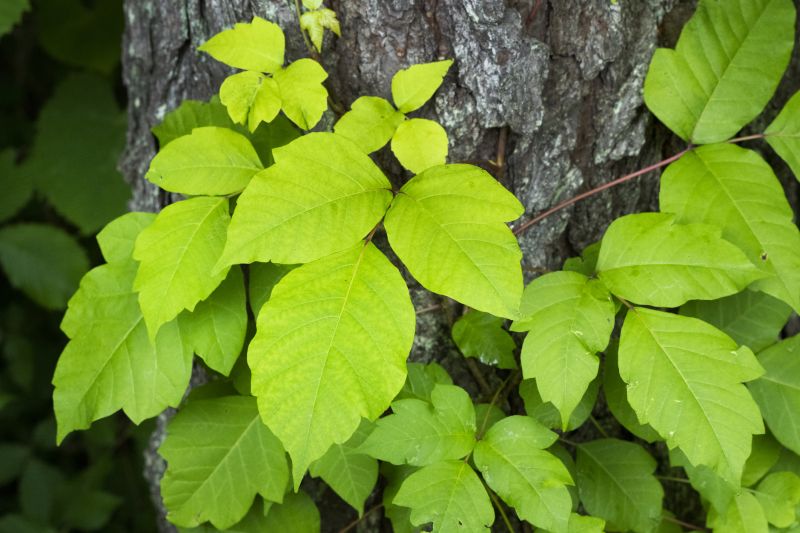 Poison Ivy Removal in Allentown, PA