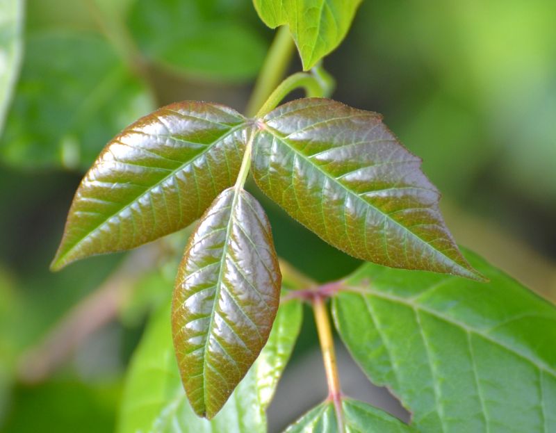 Poison Ivy Removal in Allentown, PA