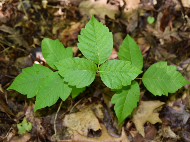 Poison Oak Removal in Montgomery County, PA