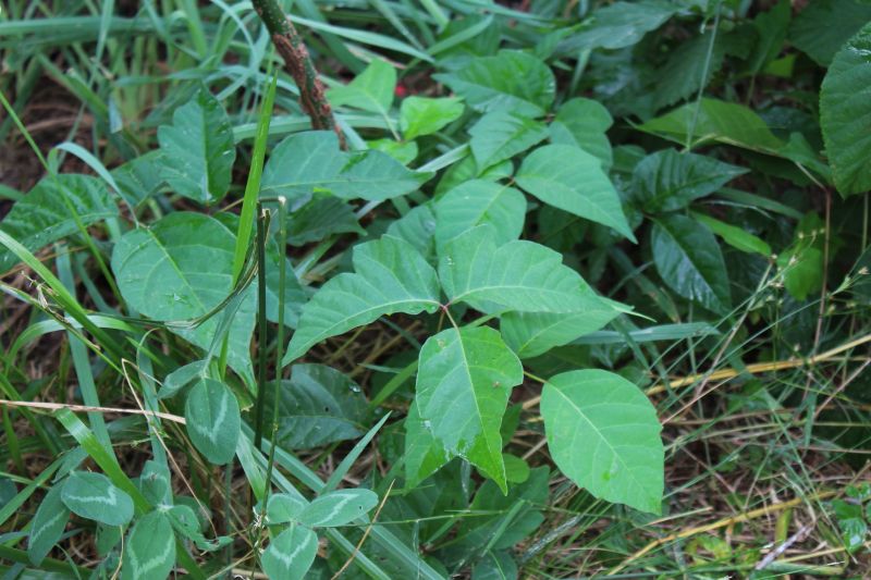 Poison Oak Removal in Bucks County, PA