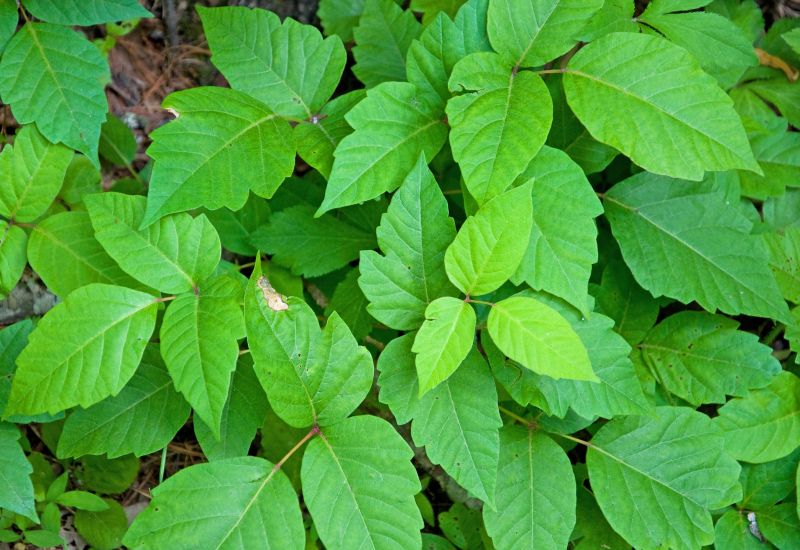 Poison Oak Removal in Delaware County, PA