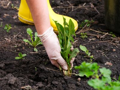 Weeding Service in Aiken, SC